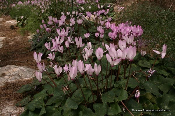 Cyclamen persicum